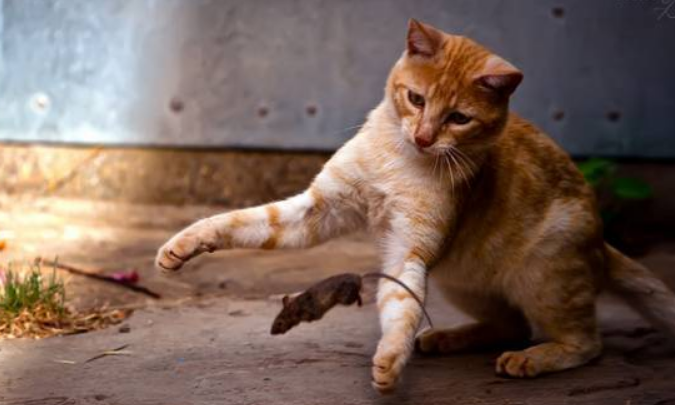 猫会把老鼠整只吃掉吗