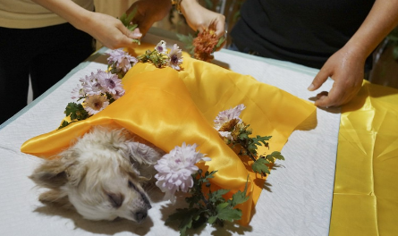 开个宠物殡仪馆大概需要多少钱