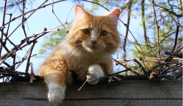 猫丢了附近都找了没有咋办