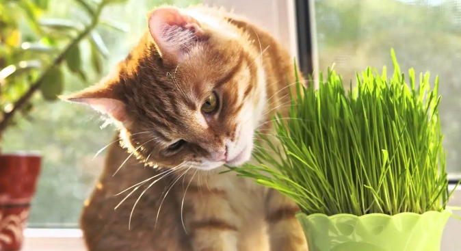 猫草为什么长不出来