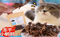 3个月的宠物猫可以吃冻干鹌鹑吗