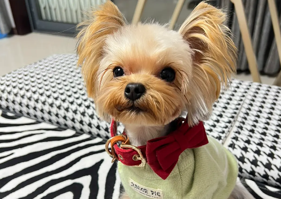 约克夏是最难养的狗?这种说法对吗? 约克夏是最难养的狗?这种说法对吗?