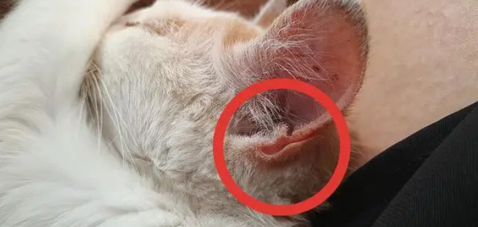 猫咪耳朵为什么会弹出水珠