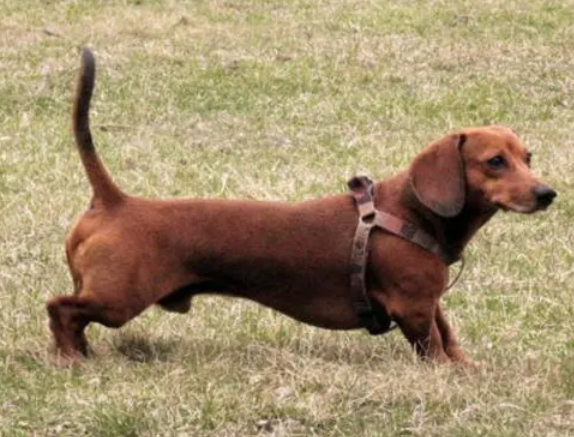 腊肠犬产后吃什么,今天我们来分析下! 腊肠犬产后吃什么,今天我们来分析下!