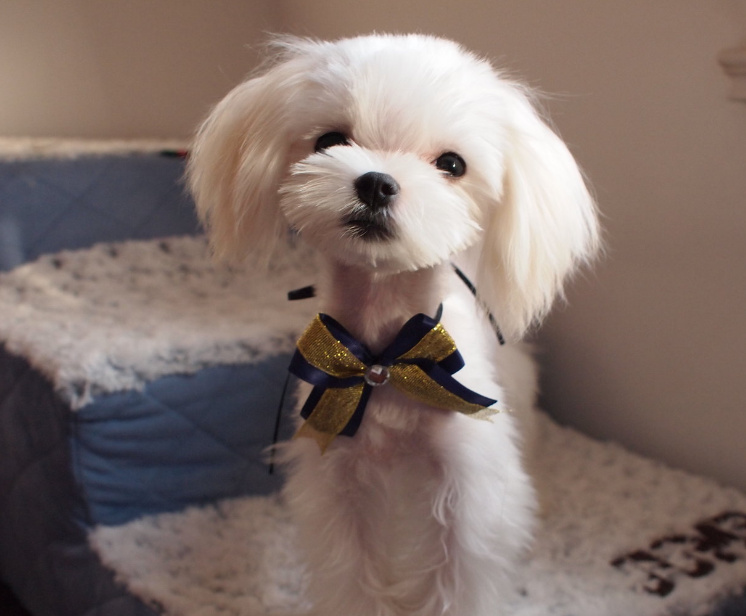 马尔济斯犬什么时候打疫苗?该注意什么呢? 马尔济斯犬什么时候打疫苗?该注意什么呢?