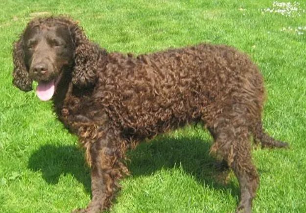 美国水猎犬拉稀是什么原因?原来是因为这个!