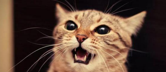 上厕所猫咪总是叫为什么呢 上厕所猫咪总是叫为什么呢