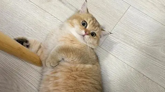 猫咪为什么会离开家 猫咪为什么会离开家