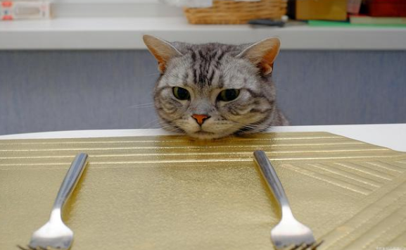 猫咪饿了为什么不求饶 猫咪饿了为什么不求饶