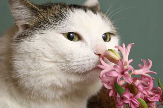 对主人很吉利吉祥的猫咪名字