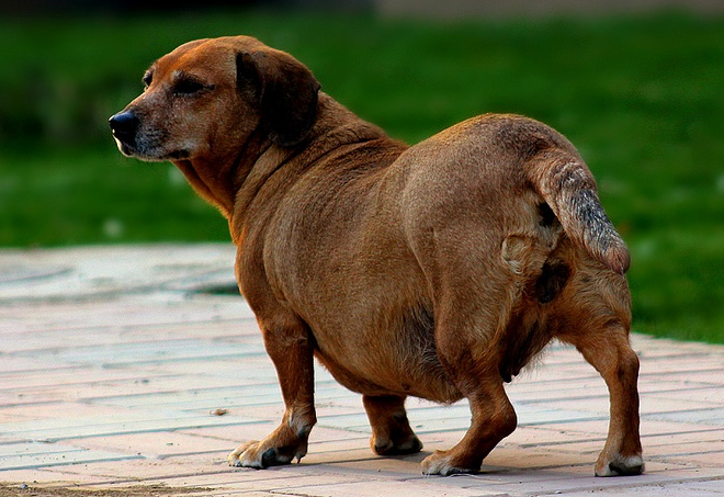 腊肠犬怀孕注意什么？铲屎官要提前准备好
