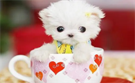 茶杯犬能吃米饭吗?这里有答案~