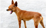 你还不知道小鹿犬优点缺点有什么吗？