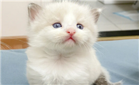 怎么判断小奶猫饿不饿?判断依据是?