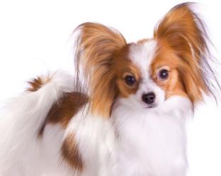 蝴蝶犬幼犬几个月褪毛?狗友可以瞧瞧~ 蝴蝶犬幼犬几个月褪毛?狗友可以瞧瞧~