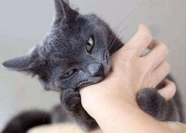 猫咪前爪为什么不能抓人呢
