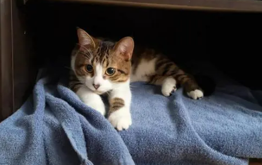 猫咪为什么害怕新家呢怎么办