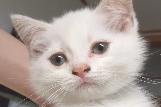 猫咪的鼻子堵了是什么原因