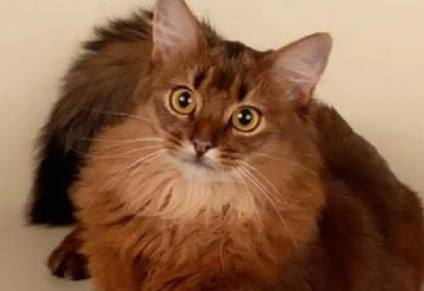 索马里猫多少钱？想养的看过来