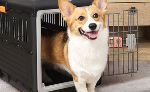 狗狗托运多少钱
