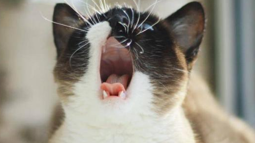 猫咪半夜一直叫是怎么回事 猫咪半夜一直叫是怎么回事