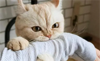 我家猫咪为什么不凶呢