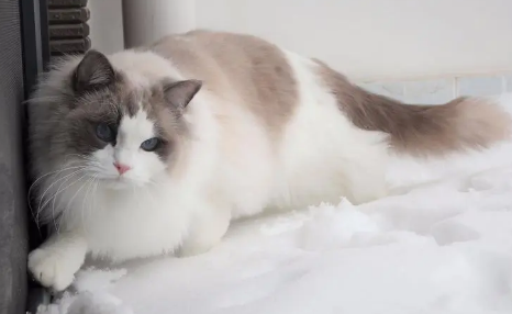 伯曼猫和布偶猫的区别?具体看这里! 伯曼猫和布偶猫的区别?具体看这里!