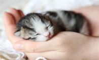 小猫出生几天过危险期