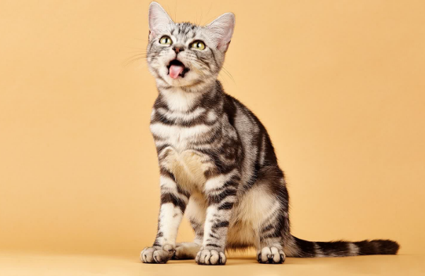 为什么关灯猫咪会叫
