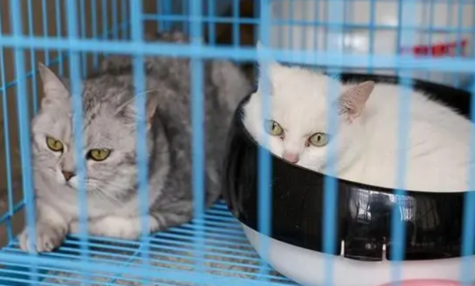宠物猫寄养价格 宠物猫寄养价格