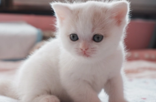 小奶猫怎么分辨公母图解 小奶猫怎么分辨公母图解