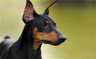 一文详解：训练德国宾莎犬要准备什么