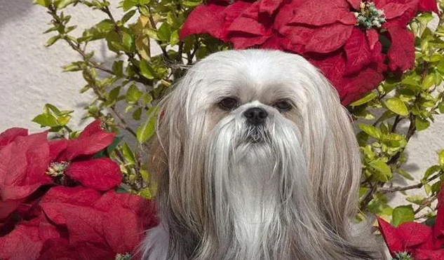 西施犬不能吃什么？一定要知道