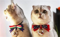 猫咪戴项圈是为什么呢
