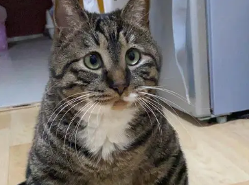 狸花猫几个月开始发腮?发腮的时间是? 狸花猫几个月开始发腮?发腮的时间是?