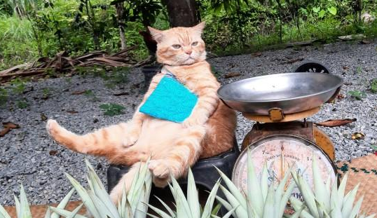一只橘猫成为了“最火水果老板”,演绎爱买不爱的态度 一只橘猫成为了“最火水果老板”,演绎爱买不爱的态度