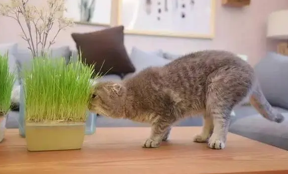猫咪为什么爱吃猫草呢