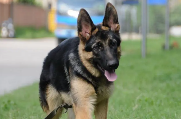 德国牧羊犬吃什么？来了解下吧