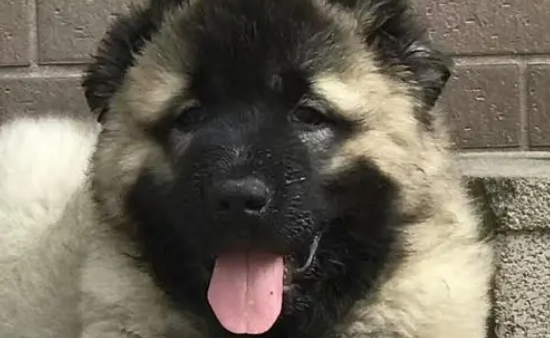 高加索犬吃什么毛色好？这样技巧要注意