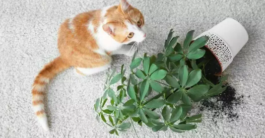 养猫家庭养绿植的方式 养猫家庭养绿植的方式