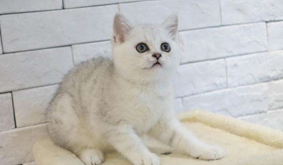 银渐层猫毛色发黄是为什么?你知道吗? 银渐层猫毛色发黄是为什么?你知道吗?