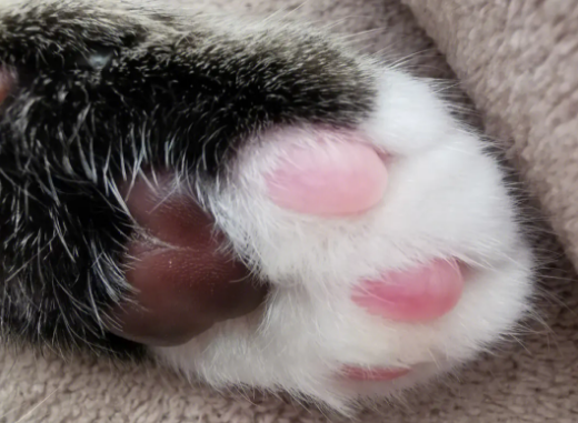 猫咪爪子干裂是什么原因 猫咪爪子干裂是什么原因
