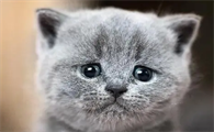 猫咪哭的表现样子