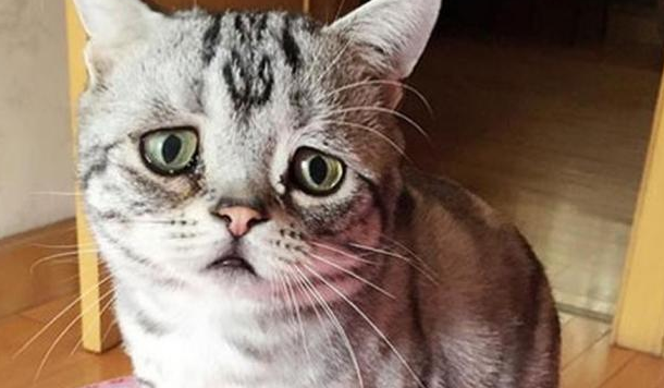 猫咪为什么喜欢哭