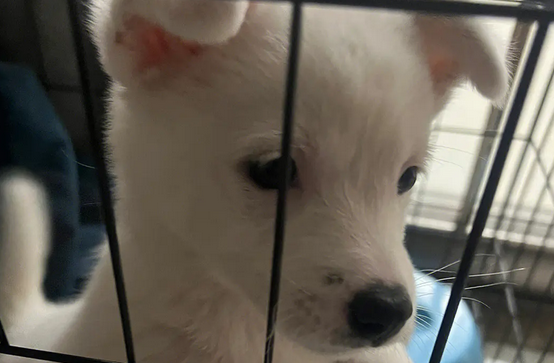 中华田园犬产前征兆有哪些？还不看过来！