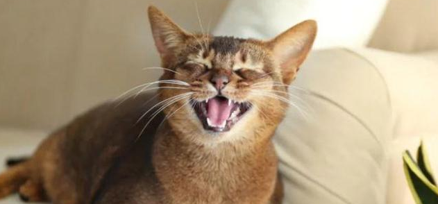 猫咪为什么不锻炼了就叫唤 猫咪为什么不锻炼了就叫唤