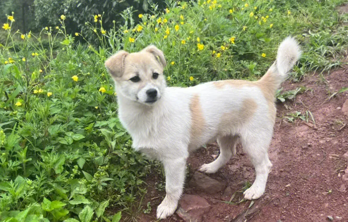 农村土狗被偷了怎么办 农村土狗被偷了怎么办