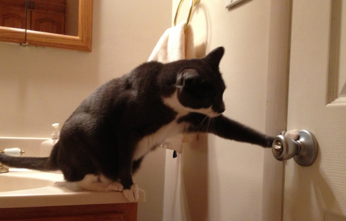 猫咪会关门为什么