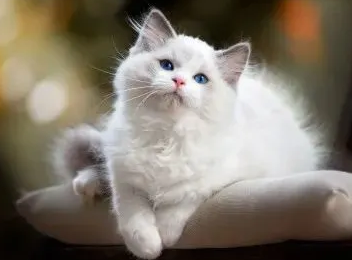 猫咪的正常寿命是多少年