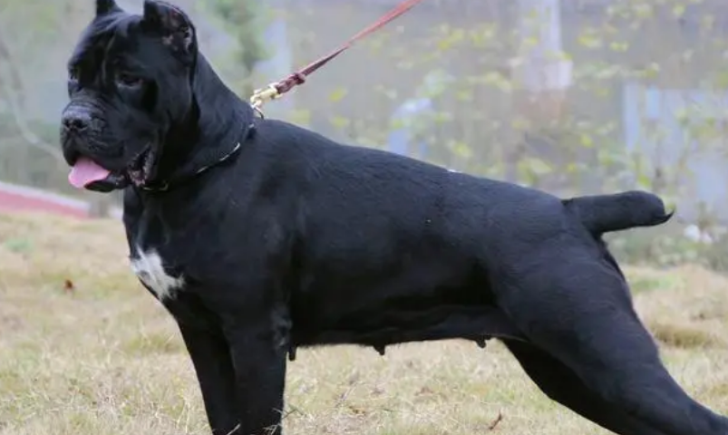 养卡斯罗犬要注意什么?要准备哪些东西? 养卡斯罗犬要注意什么?要准备哪些东西?